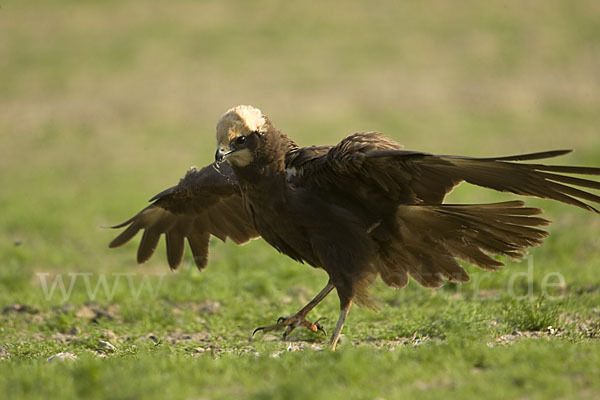 Rohrweihe (Circus aeruginosus)