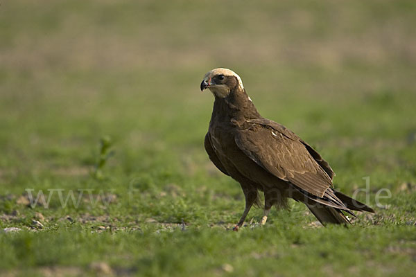 Rohrweihe (Circus aeruginosus)