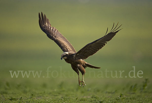 Rohrweihe (Circus aeruginosus)