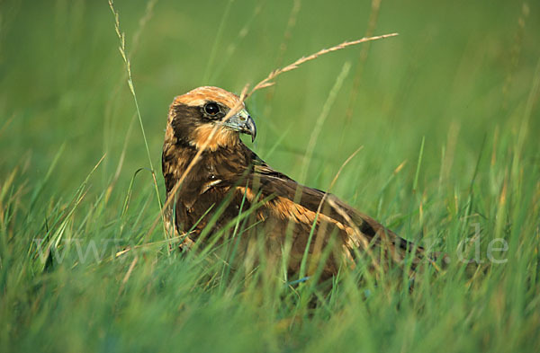 Rohrweihe (Circus aeruginosus)