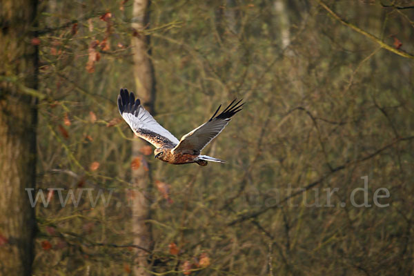 Rohrweihe (Circus aeruginosus)