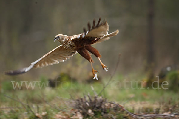 Rohrweihe (Circus aeruginosus)