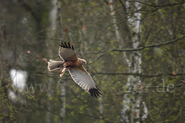 Rohrweihe (Circus aeruginosus)