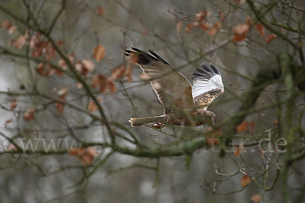 Rohrweihe (Circus aeruginosus)