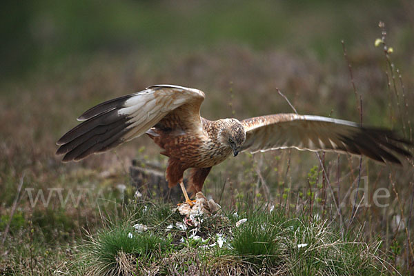 Rohrweihe (Circus aeruginosus)