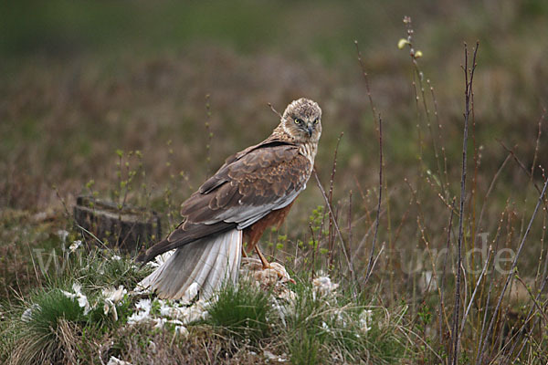 Rohrweihe (Circus aeruginosus)