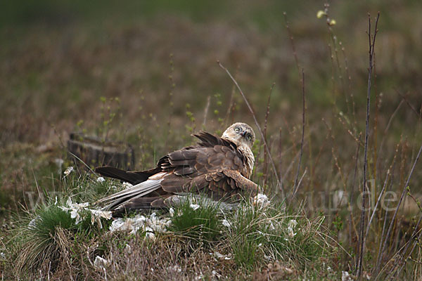 Rohrweihe (Circus aeruginosus)