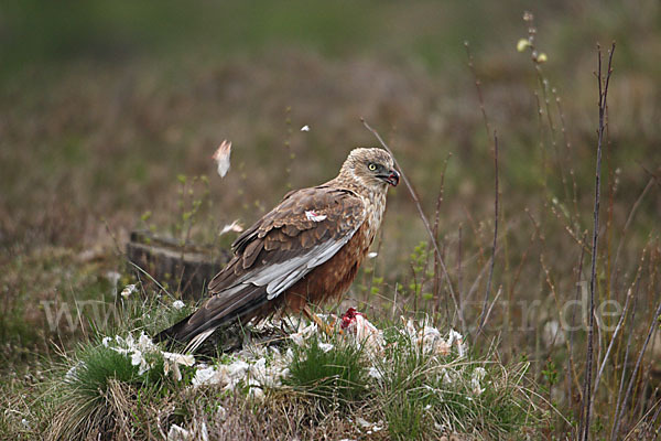 Rohrweihe (Circus aeruginosus)