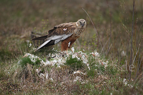 Rohrweihe (Circus aeruginosus)