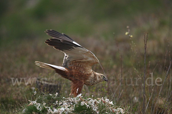 Rohrweihe (Circus aeruginosus)