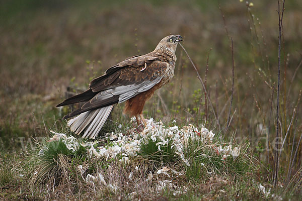 Rohrweihe (Circus aeruginosus)