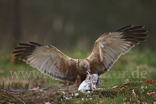 Rohrweihe (Circus aeruginosus)