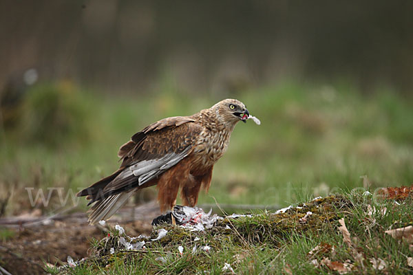 Rohrweihe (Circus aeruginosus)