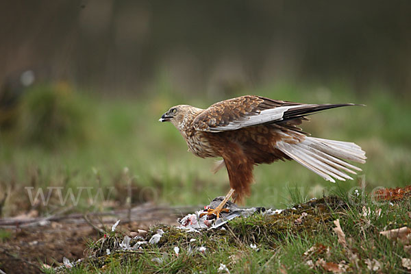 Rohrweihe (Circus aeruginosus)