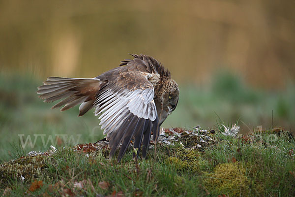 Rohrweihe (Circus aeruginosus)