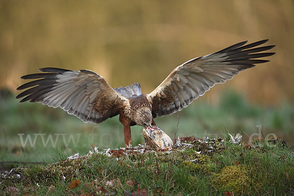 Rohrweihe (Circus aeruginosus)