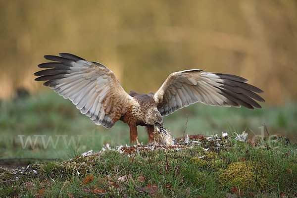 Rohrweihe (Circus aeruginosus)