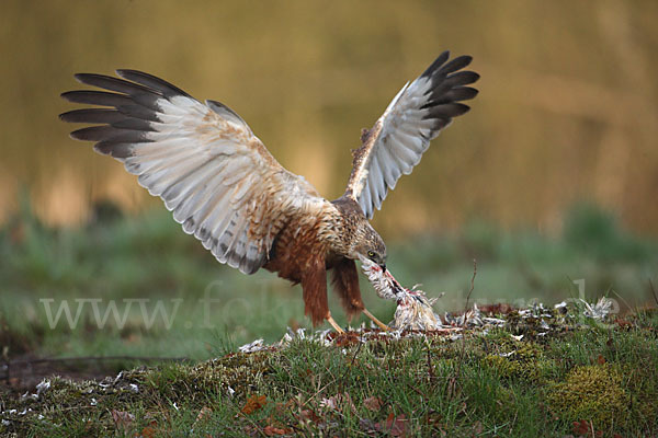 Rohrweihe (Circus aeruginosus)