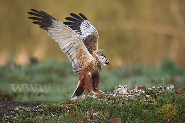 Rohrweihe (Circus aeruginosus)