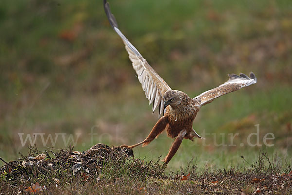 Rohrweihe (Circus aeruginosus)