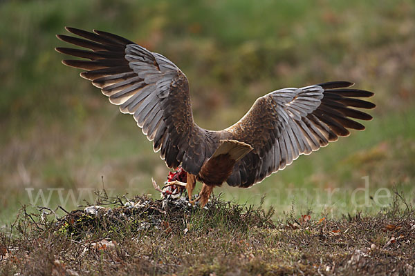 Rohrweihe (Circus aeruginosus)