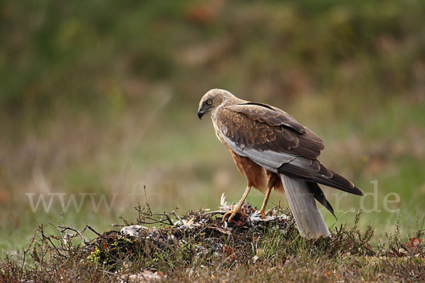 Rohrweihe (Circus aeruginosus)