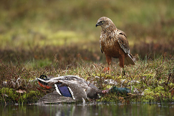 Rohrweihe (Circus aeruginosus)