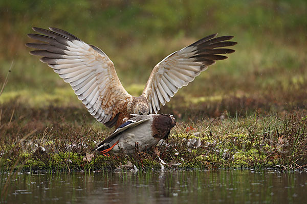 Rohrweihe (Circus aeruginosus)