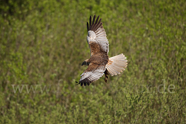 Rohrweihe (Circus aeruginosus)