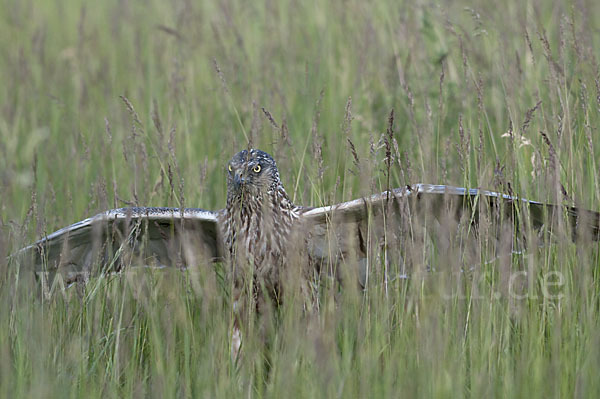 Rohrweihe (Circus aeruginosus)