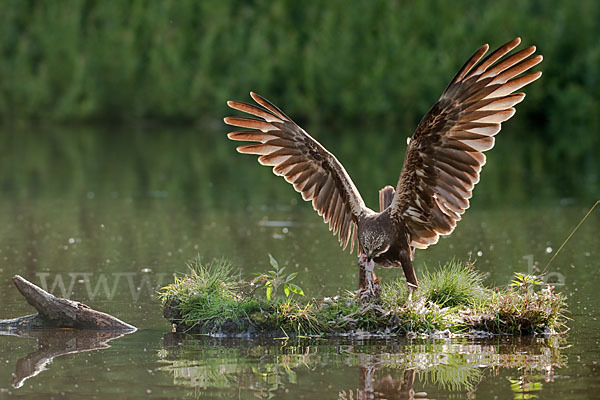 Rohrweihe (Circus aeruginosus)