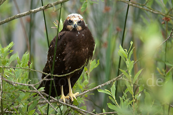 Rohrweihe (Circus aeruginosus)