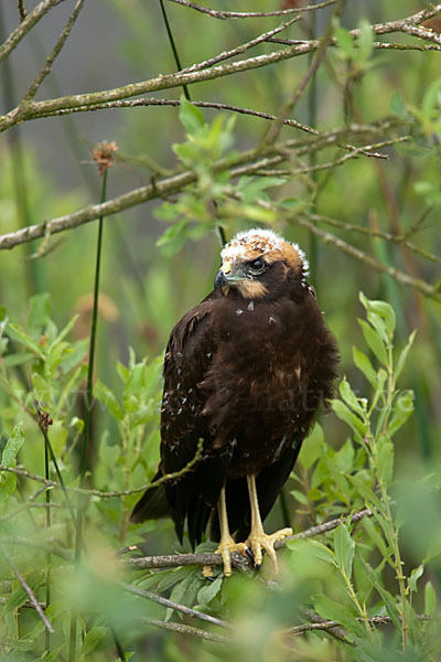 Rohrweihe (Circus aeruginosus)