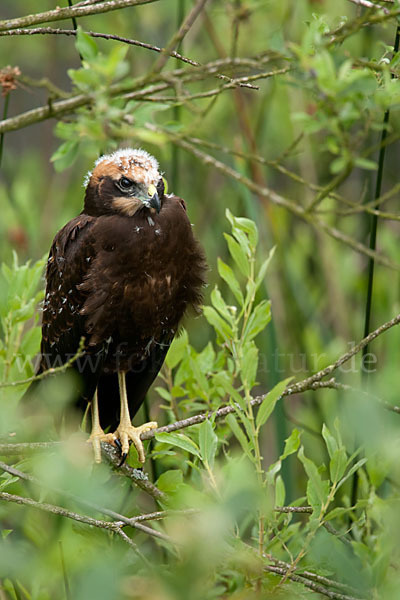 Rohrweihe (Circus aeruginosus)