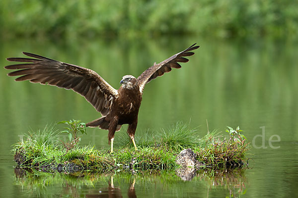 Rohrweihe (Circus aeruginosus)