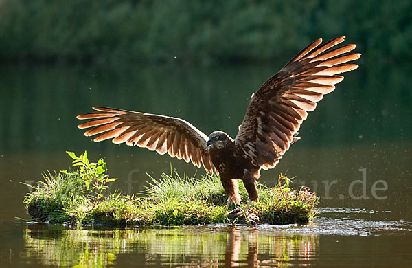 Rohrweihe (Circus aeruginosus)