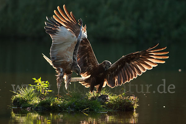 Rohrweihe (Circus aeruginosus)