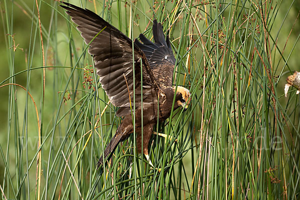 Rohrweihe (Circus aeruginosus)