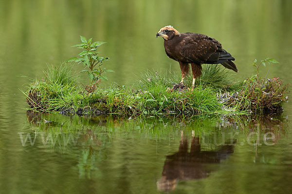 Rohrweihe (Circus aeruginosus)