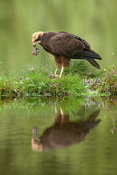 Rohrweihe (Circus aeruginosus)