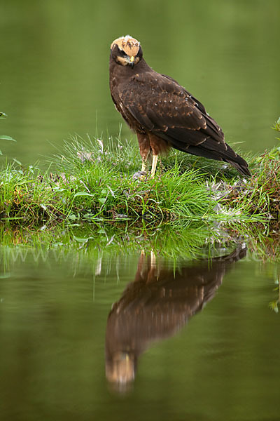 Rohrweihe (Circus aeruginosus)