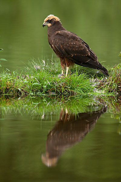 Rohrweihe (Circus aeruginosus)