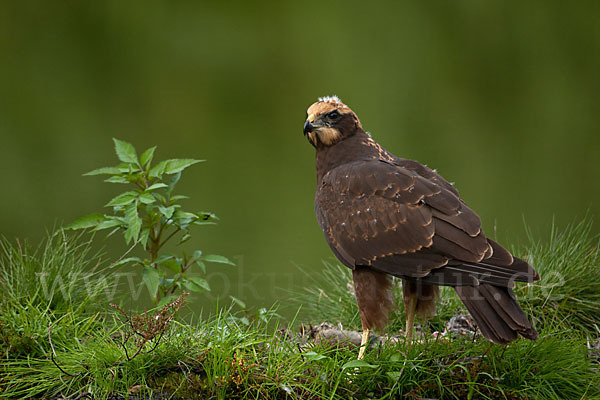 Rohrweihe (Circus aeruginosus)