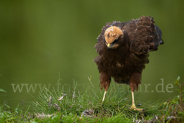 Rohrweihe (Circus aeruginosus)