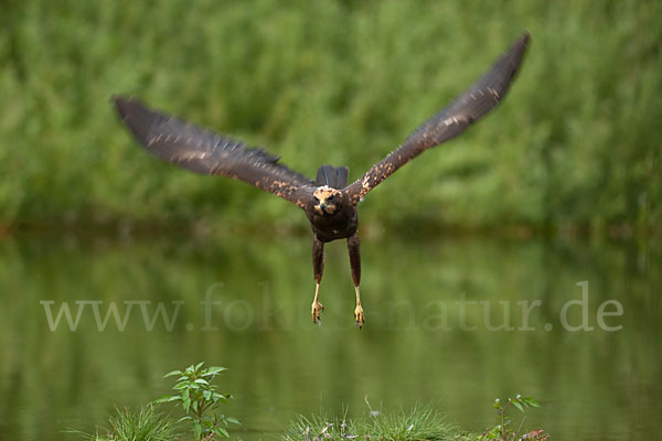 Rohrweihe (Circus aeruginosus)