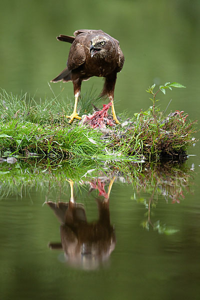 Rohrweihe (Circus aeruginosus)