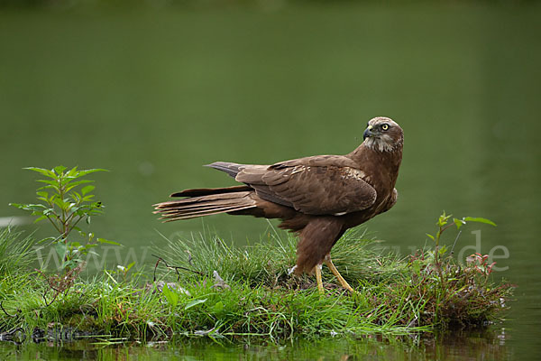 Rohrweihe (Circus aeruginosus)