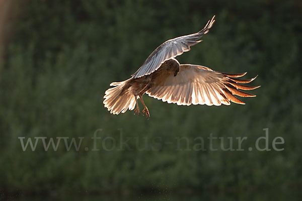 Rohrweihe (Circus aeruginosus)