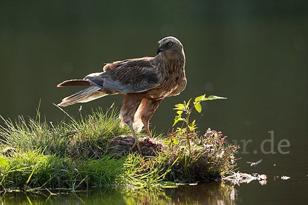 Rohrweihe (Circus aeruginosus)