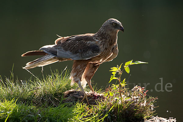 Rohrweihe (Circus aeruginosus)